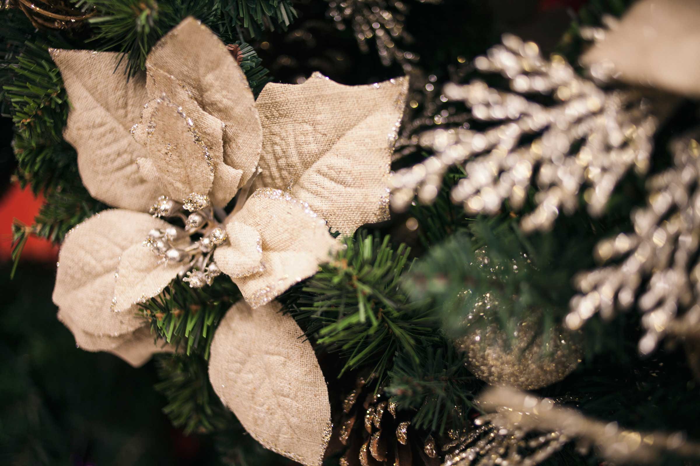 White poinsettias in a Christmas tree.